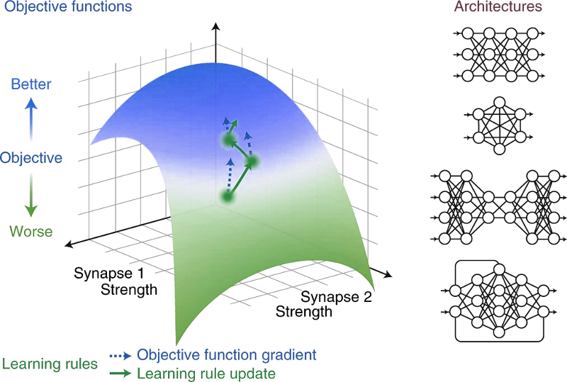 Perspective: A deep learning framework for neuroscience